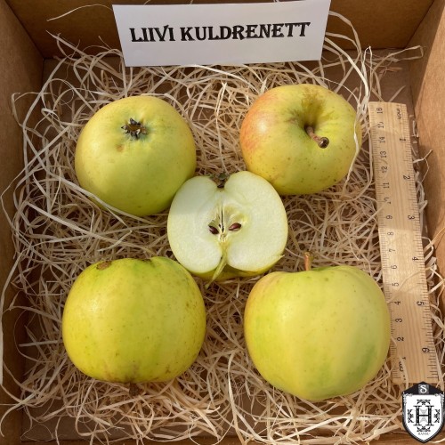 Malus domestica 'Liivi Kuldrenett' - Õunapuu 'Liivi Kuldrenett' C6/6L Malus domestica 'Liivi Kuldrenett' - Õunapuu 'Liivi Kuldrenett' C6/6L